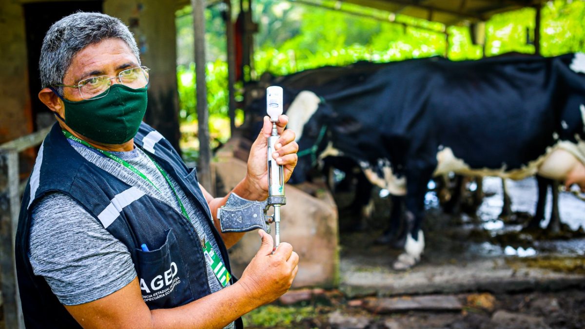 Campanha de vacinação contra febre aftosa vai até 30 de junho