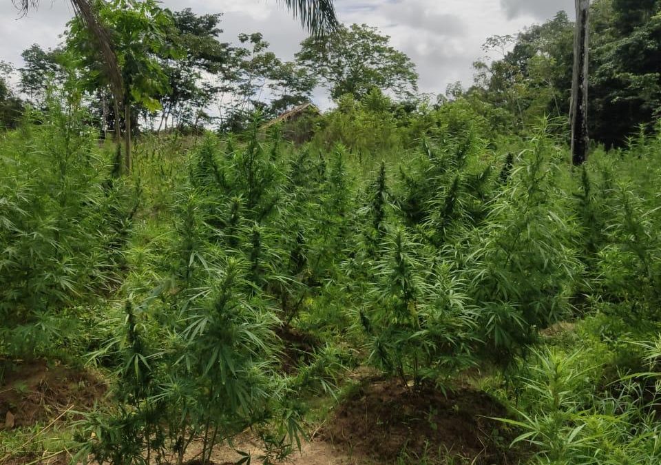 Polícia Federal destrói 95 mil pés de maconha na região Oeste do Maranhão