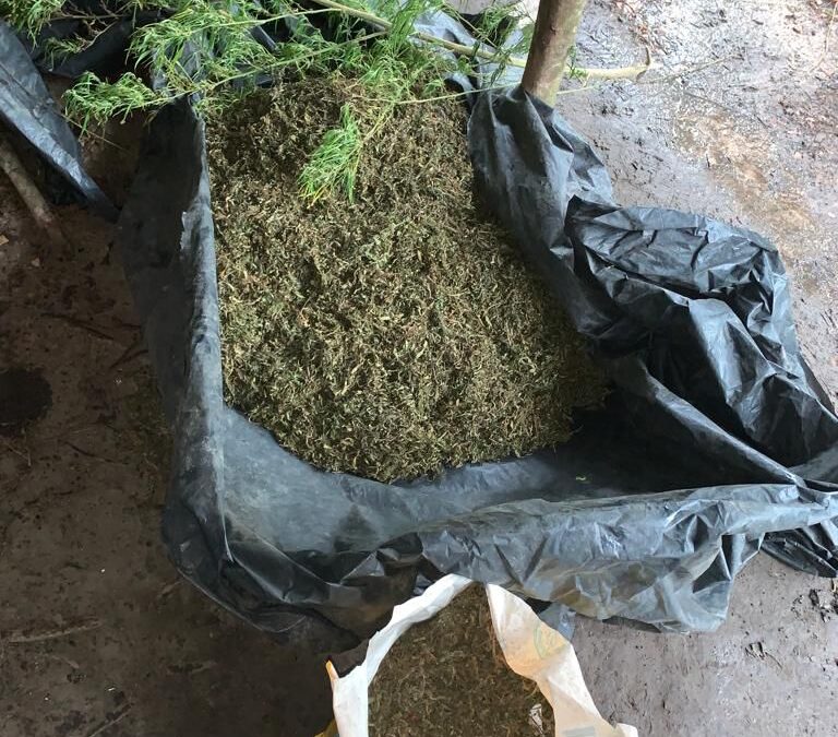 Duas pessoas são presas e plantação de maconha é destruída em Centro de Guilherme