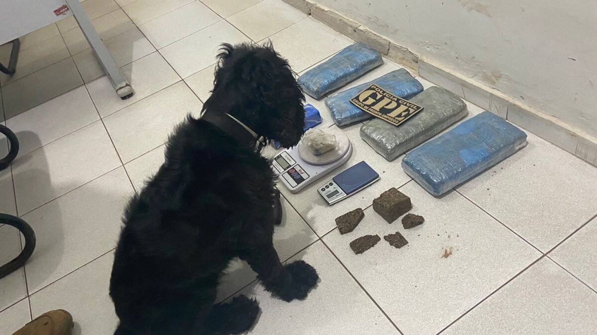 Operação “Canis Lupus Familiaris” prende três pessoas por tráfico de drogas em Codó