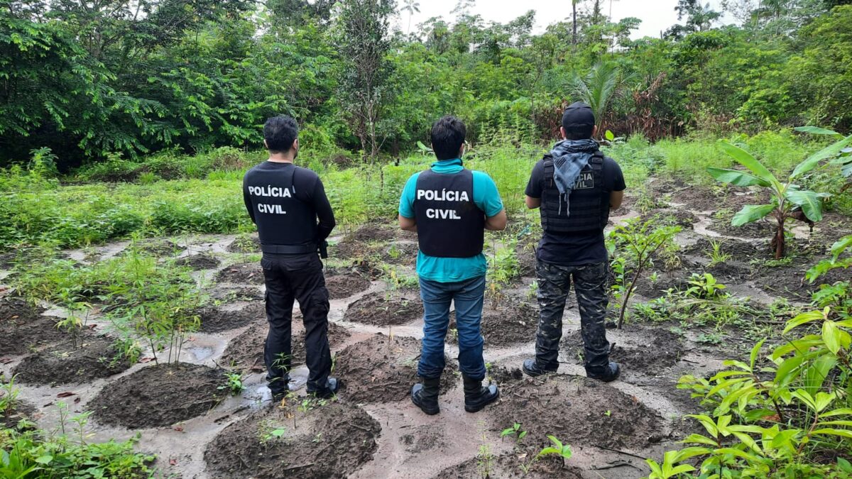 Operação Narcos localiza e destrói plantação de maconha em Turiaçu